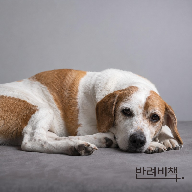 피부 관리 후 편안하게 쉬는 반려견