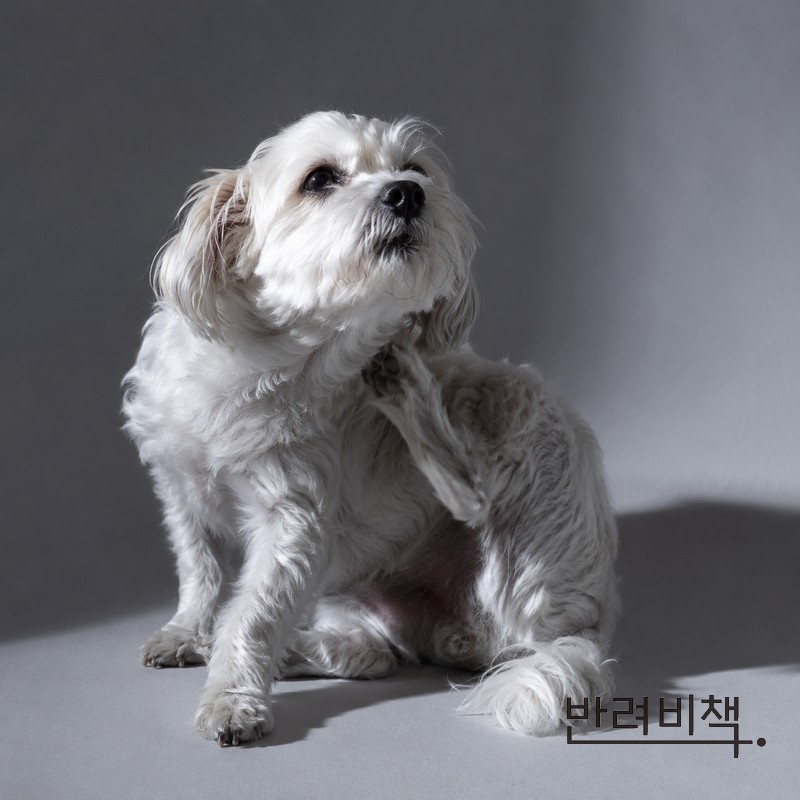 강아지가 자꾸 긁는 이유 — 가려움 원인 3가지와 원인별 관리 방법