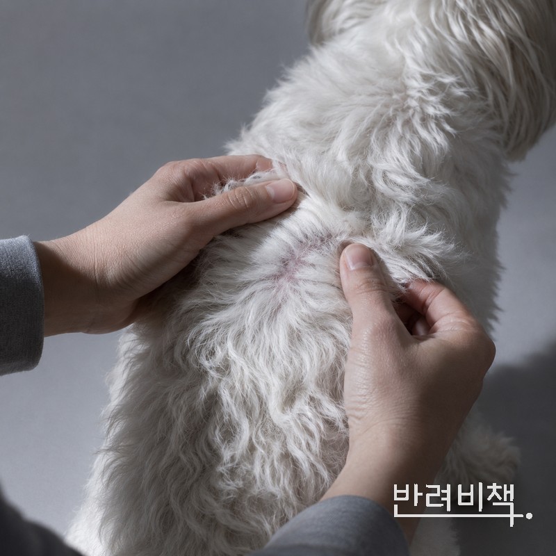 강아지 피부 상태를 확인하는 보호자, 강아지 피부병 신호 체크