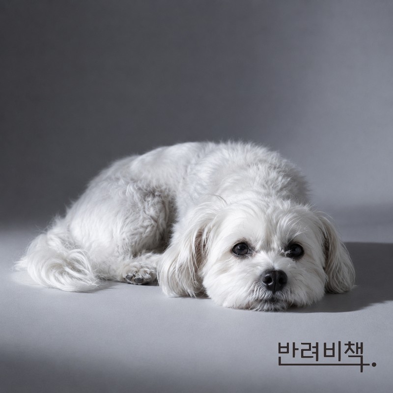 피부 관리 후 편안하게 쉬는 강아지