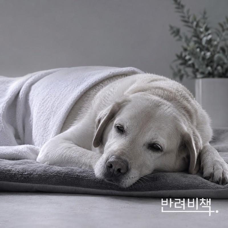 피부 관리 후 편안하게 쉬는 강아지