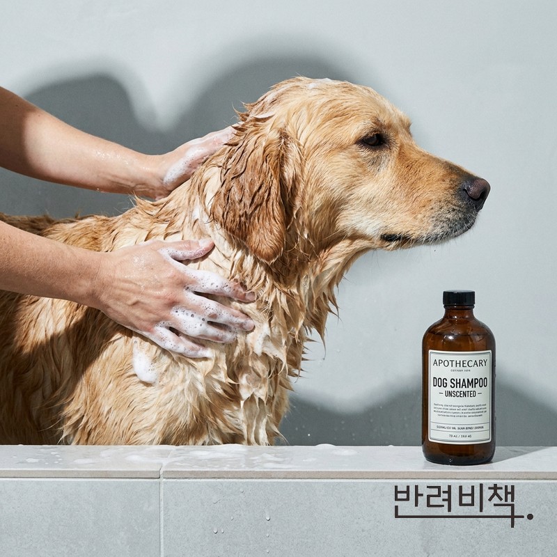 강아지 목욕 거품으로 씻기는 여름 목욕 방법