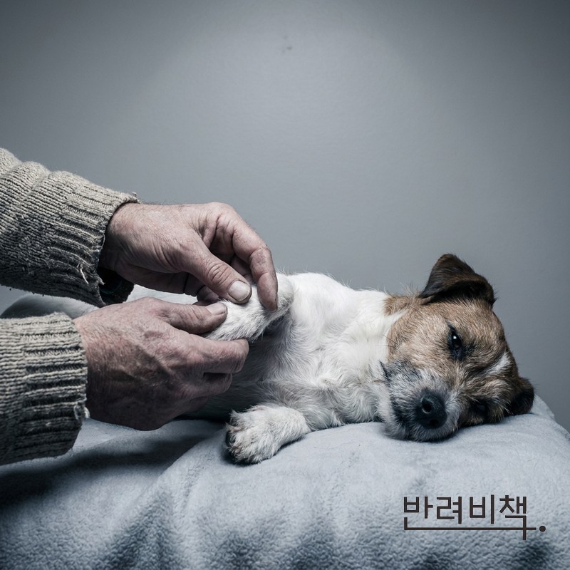 강아지 알러지 증상을 확인하려 발과 배를 살펴보는 모습