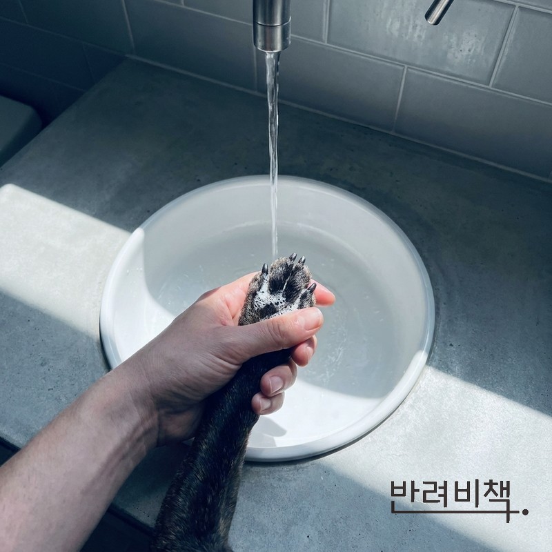 강아지 산책 후 발 세정 환경 알러지 관리