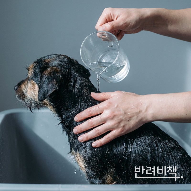 강아지 샴푸 헹구는 장면, 강아지 목욕 관리