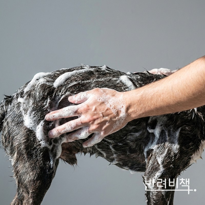 강아지 목욕 거품 세정 농피증 피부 관리