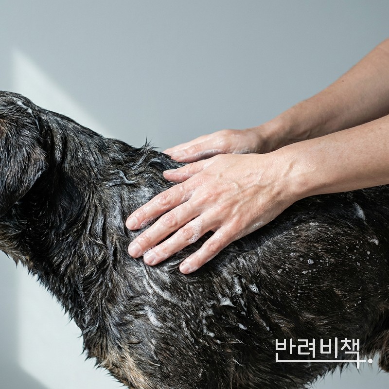 강아지 산책 후 피부 관리 — 순한 세정으로 외부 자극 줄이기