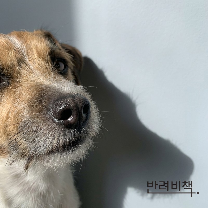 강아지 후각 예민도 — 강아지 무향 샴푸가 필요한 이유